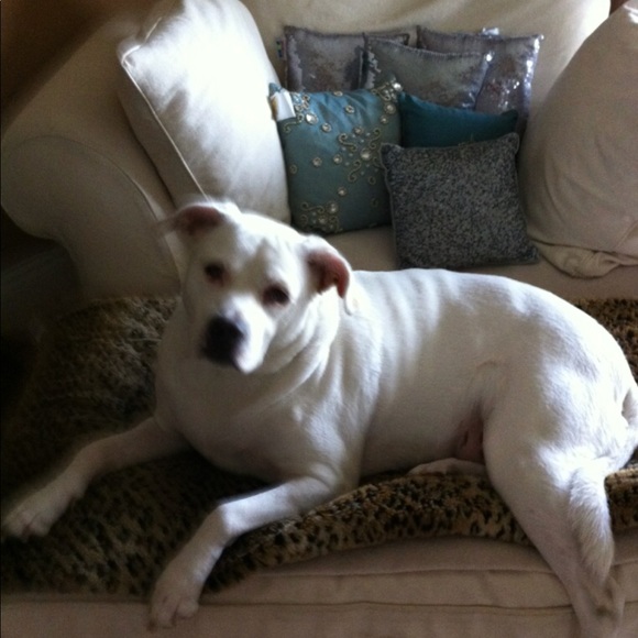 In Memory of Dolce ❤️ - Picture 7 of 7